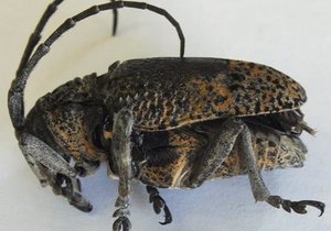 Vyeboom Boorinsek-gevaar